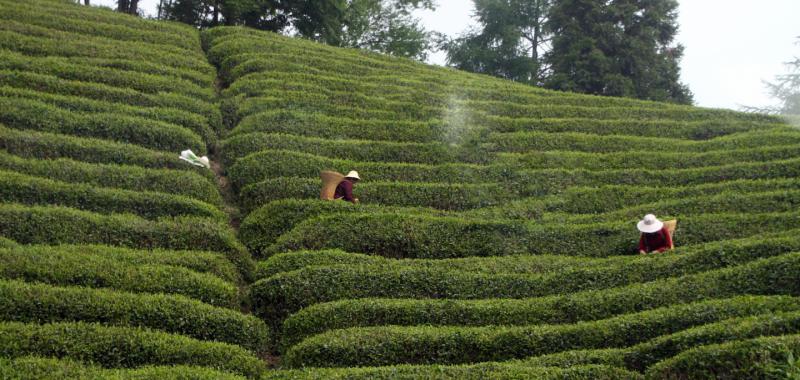 Campos de te
